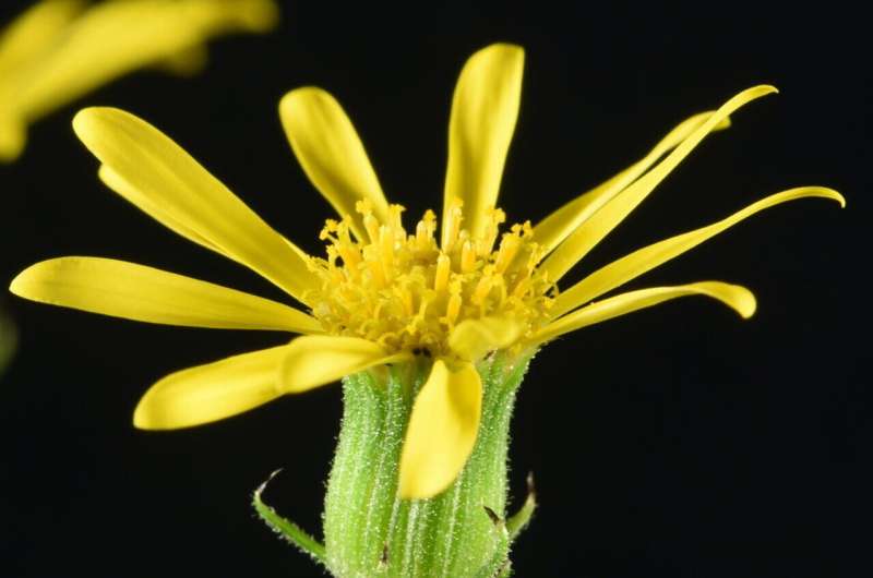 From Mount Etna to the UK: genetics reveals Oxford ragwort's unique journey and resilience