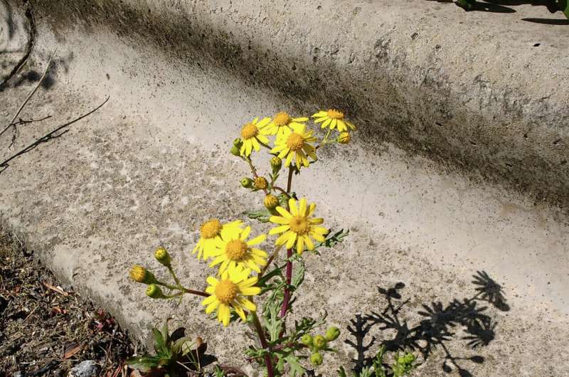 From Mount Etna to the UK: genetics reveals Oxford ragwort's unique journey and resilience