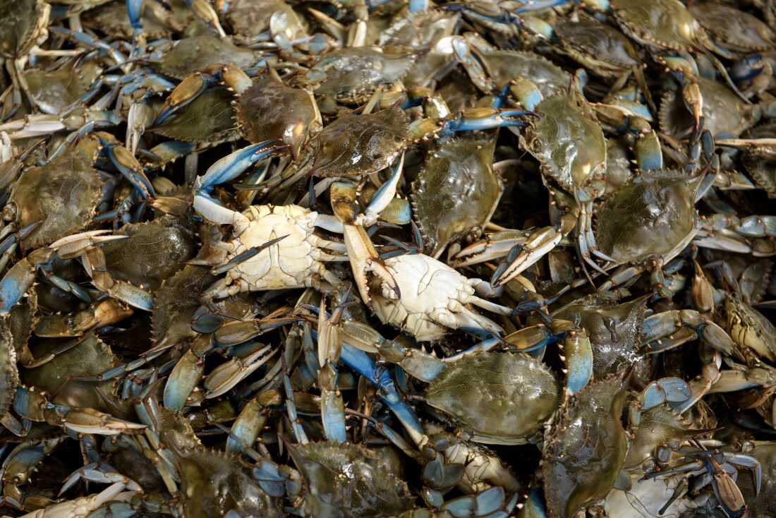 Blue crabs are seen at the Maine Avenue Fish Market along the Potomac River on April 21, 2016, in Washington, DC. 