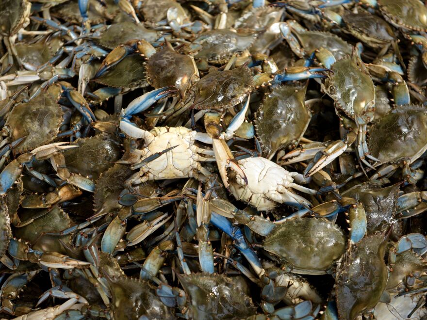 Blue Crabs are seen at the Maine Avenue Fish Market along the Potomac River in Washington.