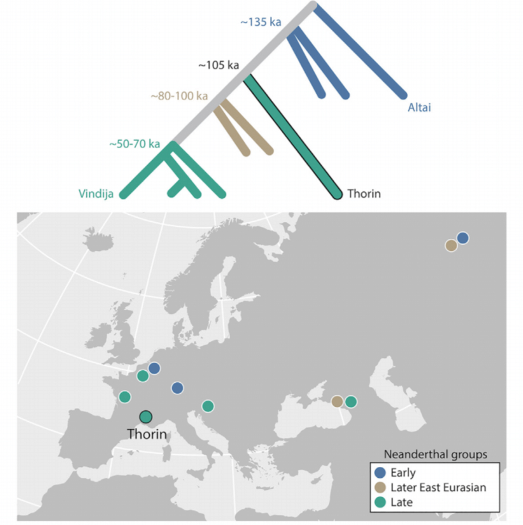 A map of the recent neanderthal distribution