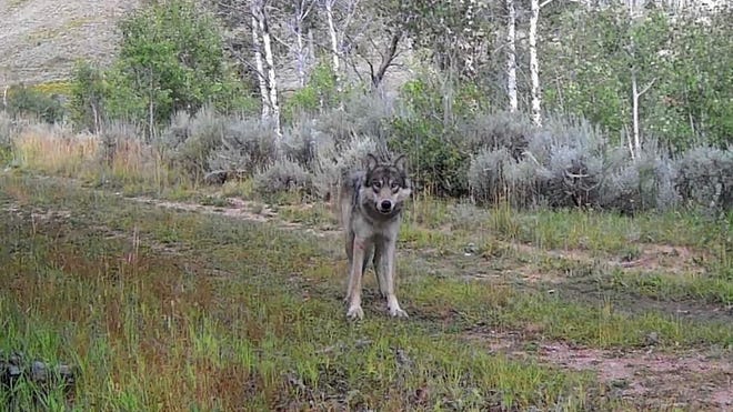 Colorado wildlife officers seize wolf pack accused of vandalism