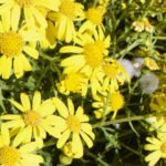 From Mount Etna to the UK: genetics reveals Oxford ragwort's unique journey and resilience