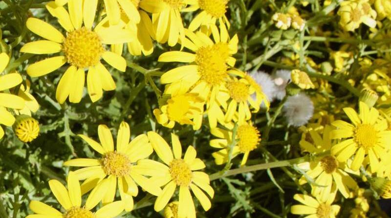 From Mount Etna to the UK: genetics reveals Oxford ragwort's unique journey and resilience