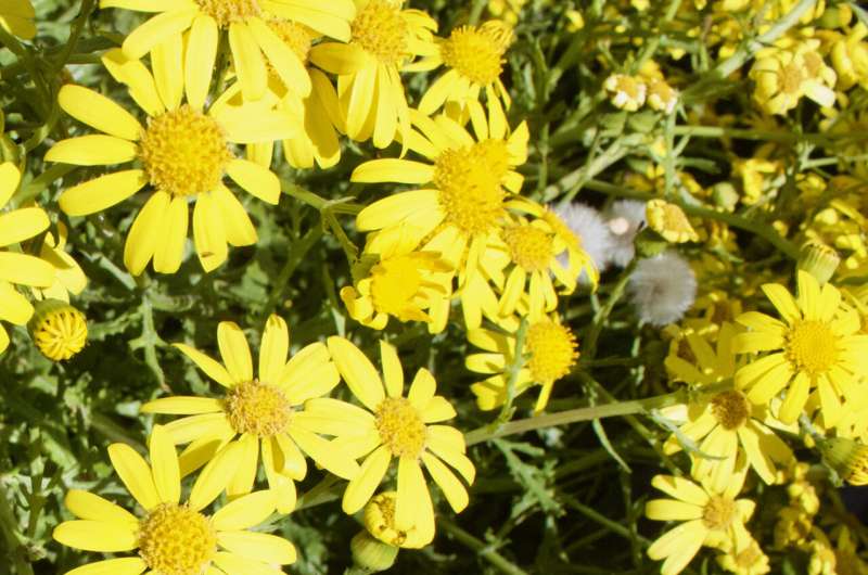 From Mount Etna to the UK: genetics reveals Oxford ragwort's unique journey and resilience