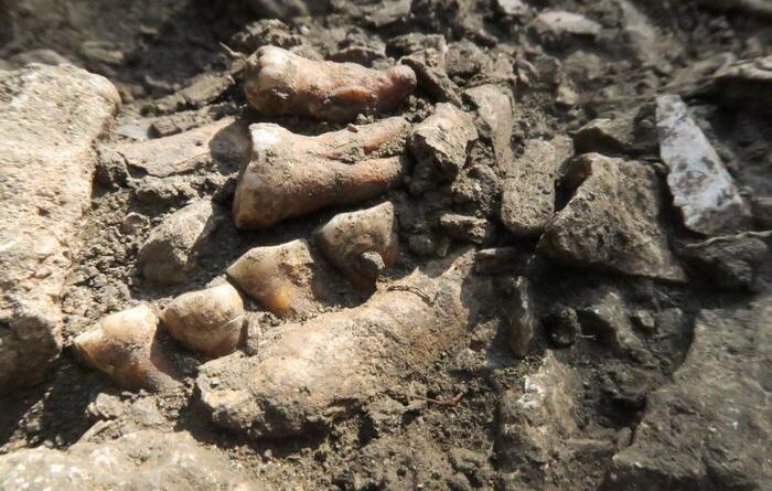 A picture of fossilized human teeth and a partial jaw on a bedrock