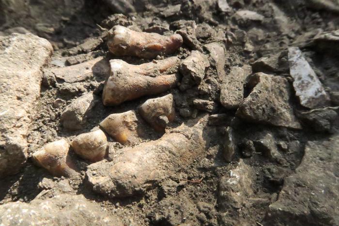 A picture of fossilized human teeth and a partial jaw on a bedrock